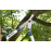 GARDENA 12006-20 Pruning Lopper EnergyCut 600 B  LG0981