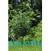 GARDENA 540-20 Flower Bed Edging Fence, Green, 7.9 inches (20 cm)